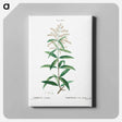 アートパネル-Lemon verbena, Verbena triphylla - ピエール ジョゼフ ルドゥーテ Canvas.