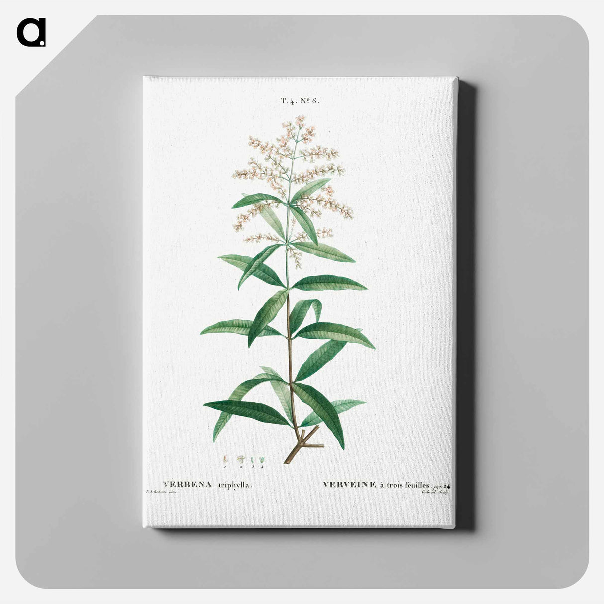 アートパネル-Lemon verbena, Verbena triphylla - ピエール ジョゼフ ルドゥーテ Canvas.