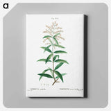 アートパネル-Lemon verbena, Verbena triphylla - ピエール ジョゼフ ルドゥーテ Canvas.