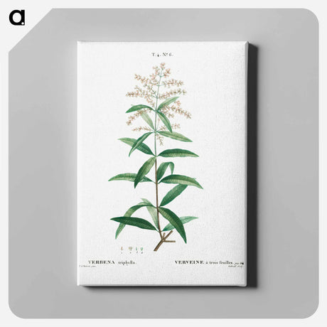 アートパネル-Lemon verbena, Verbena triphylla - ピエール ジョゼフ ルドゥーテ Canvas.
