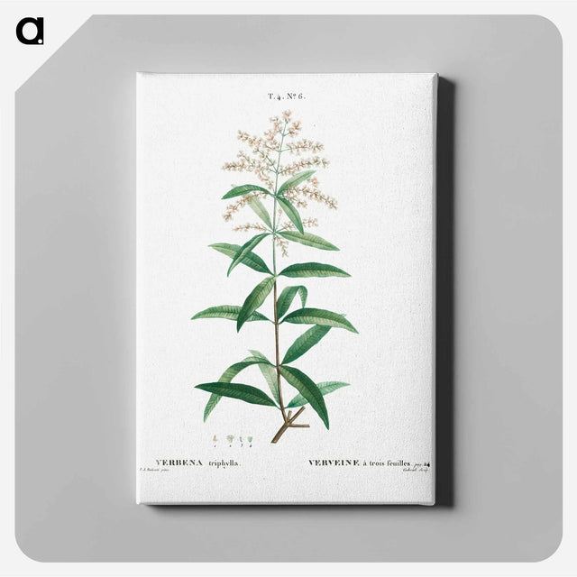 アートパネル-Lemon verbena, Verbena triphylla - ピエール ジョゼフ ルドゥーテ Canvas.