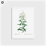 アートポストカード-Lemon verbena, Verbena triphylla - ピエール ジョゼフ ルドゥーテ Postcard.