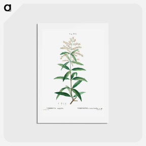 アートポストカード-Lemon verbena, Verbena triphylla - ピエール ジョゼフ ルドゥーテ Postcard.