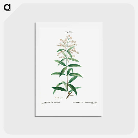 アートポストカード-Lemon verbena, Verbena triphylla - ピエール ジョゼフ ルドゥーテ Postcard.