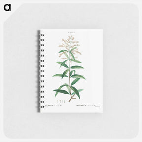 アートメモ帳-Lemon verbena, Verbena triphylla - ピエール ジョゼフ ルドゥーテ Memo.