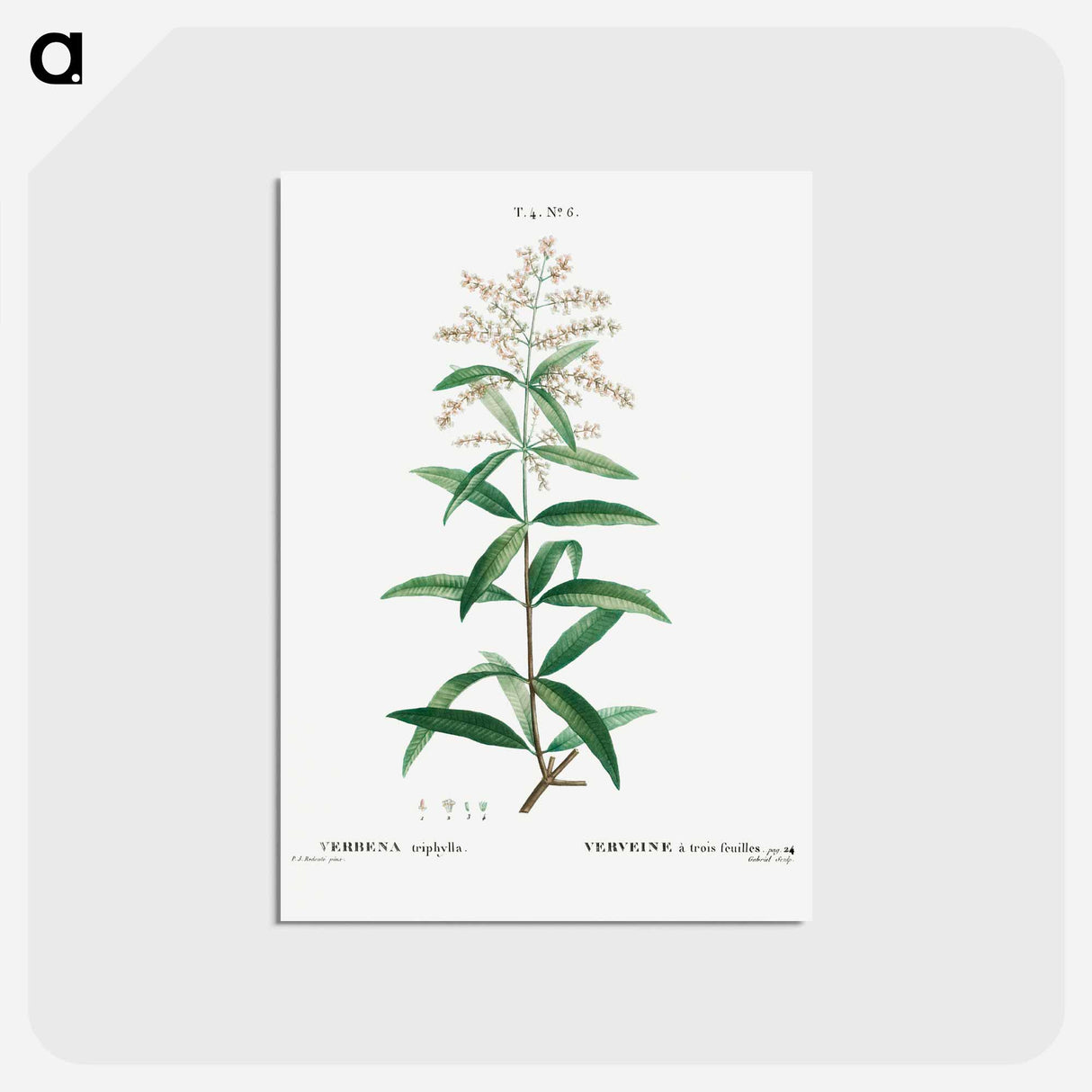 アートポストカード-Lemon verbena, Verbena triphylla - ピエール ジョゼフ ルドゥーテ Postcard.