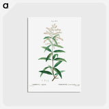 アートポストカード-Lemon verbena, Verbena triphylla - ピエール ジョゼフ ルドゥーテ Postcard.