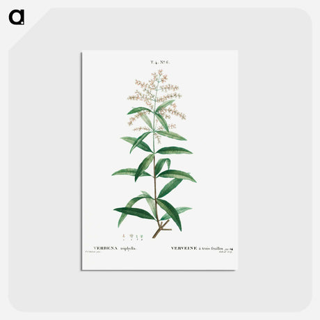 アートポストカード-Lemon verbena, Verbena triphylla - ピエール ジョゼフ ルドゥーテ Postcard.