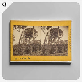 アートパネル-Las Nubes, Matapala Tree
 - エドワード マイブリッジ Canvas.
