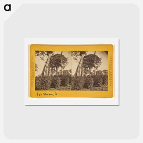 アートポストカード-Las Nubes, Matapala Tree
 - エドワード マイブリッジ Postcard.