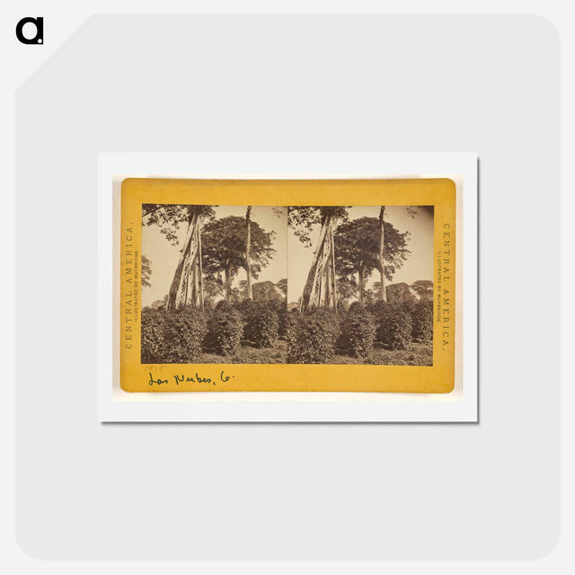 アートポストカード-Las Nubes, Matapala Tree
 - エドワード マイブリッジ Postcard.