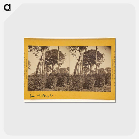 アートポストカード-Las Nubes, Matapala Tree
 - エドワード マイブリッジ Postcard.