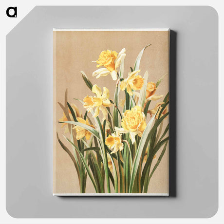 アートパネル-Daffodils
 - ボストン公共図書館 Canvas.