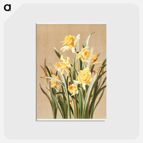アートポストカード-Daffodils
 - ボストン公共図書館 Postcard.