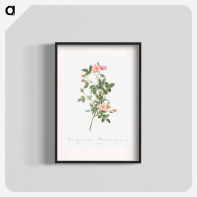アートポスター-Pale Pink Pompon Rose - ピエール ジョゼフ ルドゥーテ Poster.