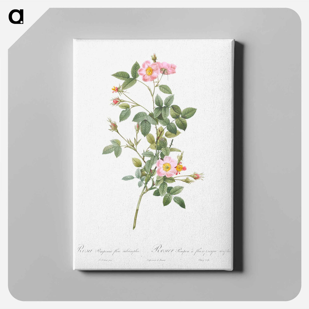 アートパネル-Pale Pink Pompon Rose - ピエール ジョゼフ ルドゥーテ Canvas.