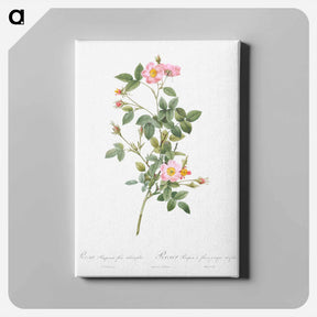 アートパネル-Pale Pink Pompon Rose - ピエール ジョゼフ ルドゥーテ Canvas.