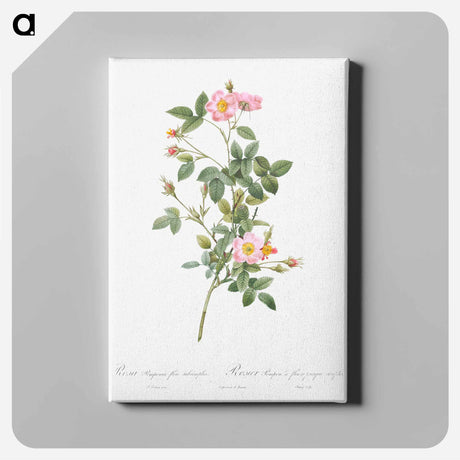 アートパネル-Pale Pink Pompon Rose - ピエール ジョゼフ ルドゥーテ Canvas.