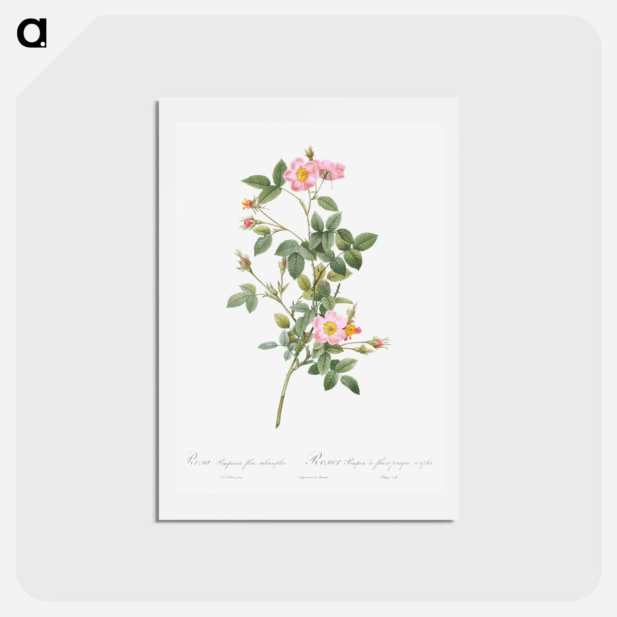アートポストカード-Pale Pink Pompon Rose - ピエール ジョゼフ ルドゥーテ Postcard.