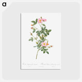 アートポストカード-Pale Pink Pompon Rose - ピエール ジョゼフ ルドゥーテ Postcard.