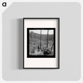 アートポスター-Logged over land along U.S. 99. Southern Oregon. - ドロテア ラング Poster.