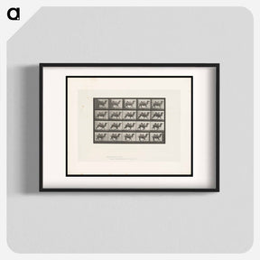 アートポスター-Running Bactrian Camel
 - エドワード マイブリッジ Poster.