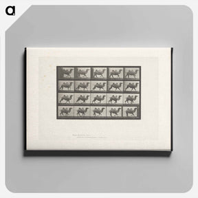 アートパネル-Running Bactrian Camel
 - エドワード マイブリッジ Canvas.