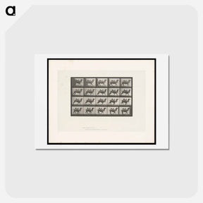 アートポストカード-Running Bactrian Camel
 - エドワード マイブリッジ Postcard.