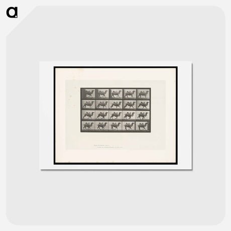 アートポストカード-Running Bactrian Camel
 - エドワード マイブリッジ Postcard.