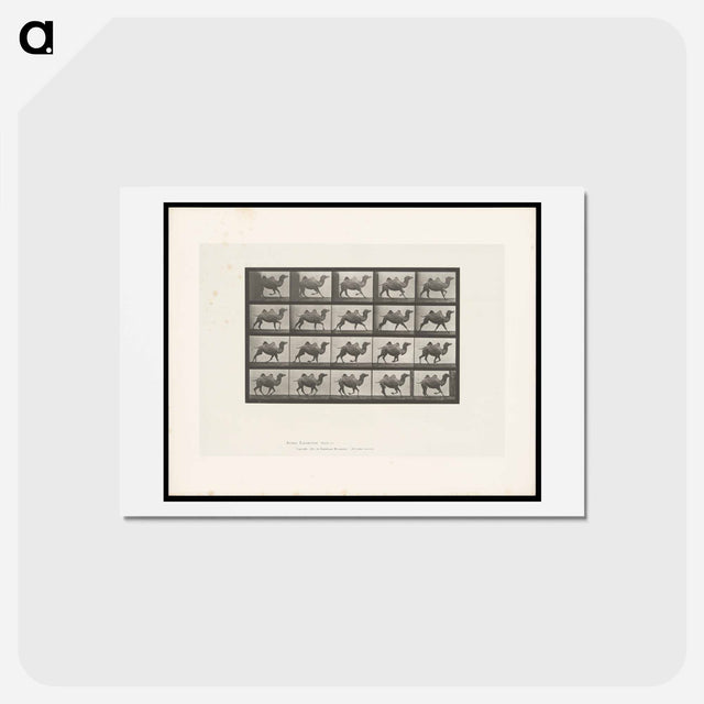 アートポストカード-Running Bactrian Camel
 - エドワード マイブリッジ Postcard.