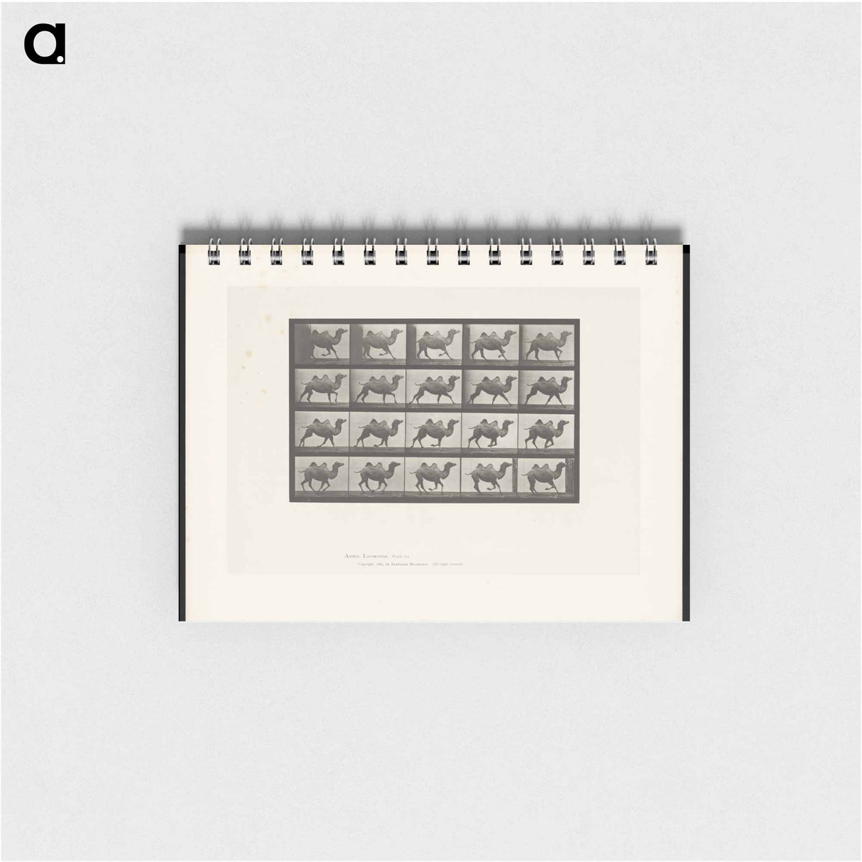 アートメモ帳-Running Bactrian Camel
 - エドワード マイブリッジ Memo.