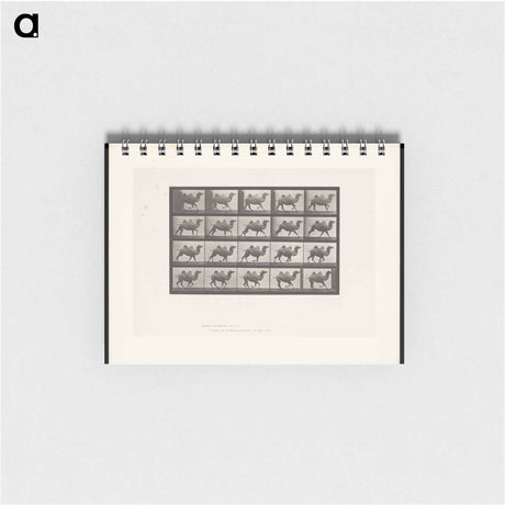アートメモ帳-Running Bactrian Camel
 - エドワード マイブリッジ Memo.