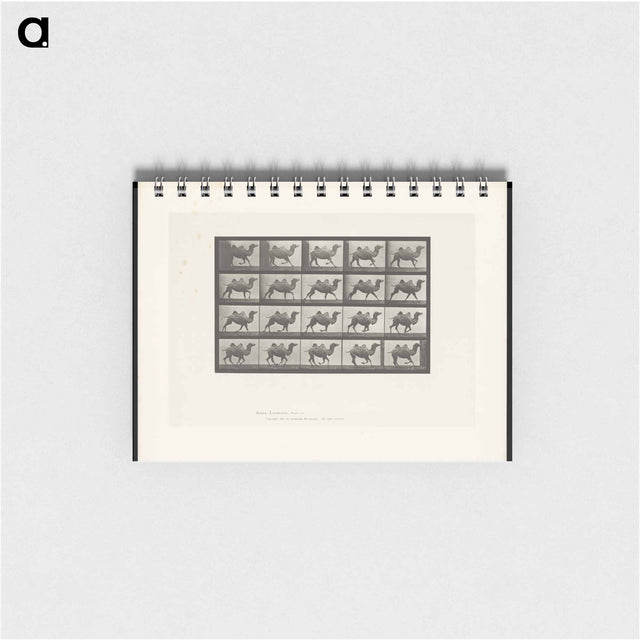 アートメモ帳-Running Bactrian Camel
 - エドワード マイブリッジ Memo.