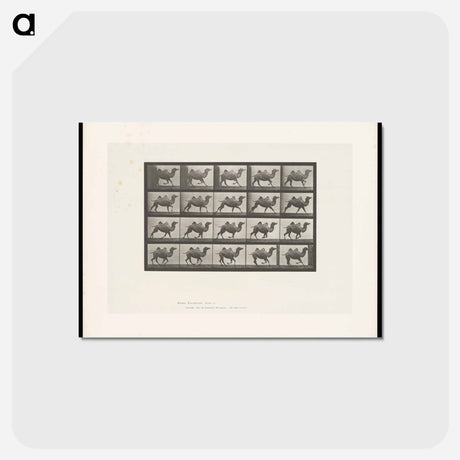 アートポストカード-Running Bactrian Camel
 - エドワード マイブリッジ Postcard.