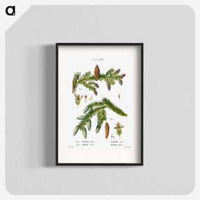 アートポスター-Black spruce, Abies nigra and Silver fir, Abies alba - ピエール ジョゼフ ルドゥーテ Poster.