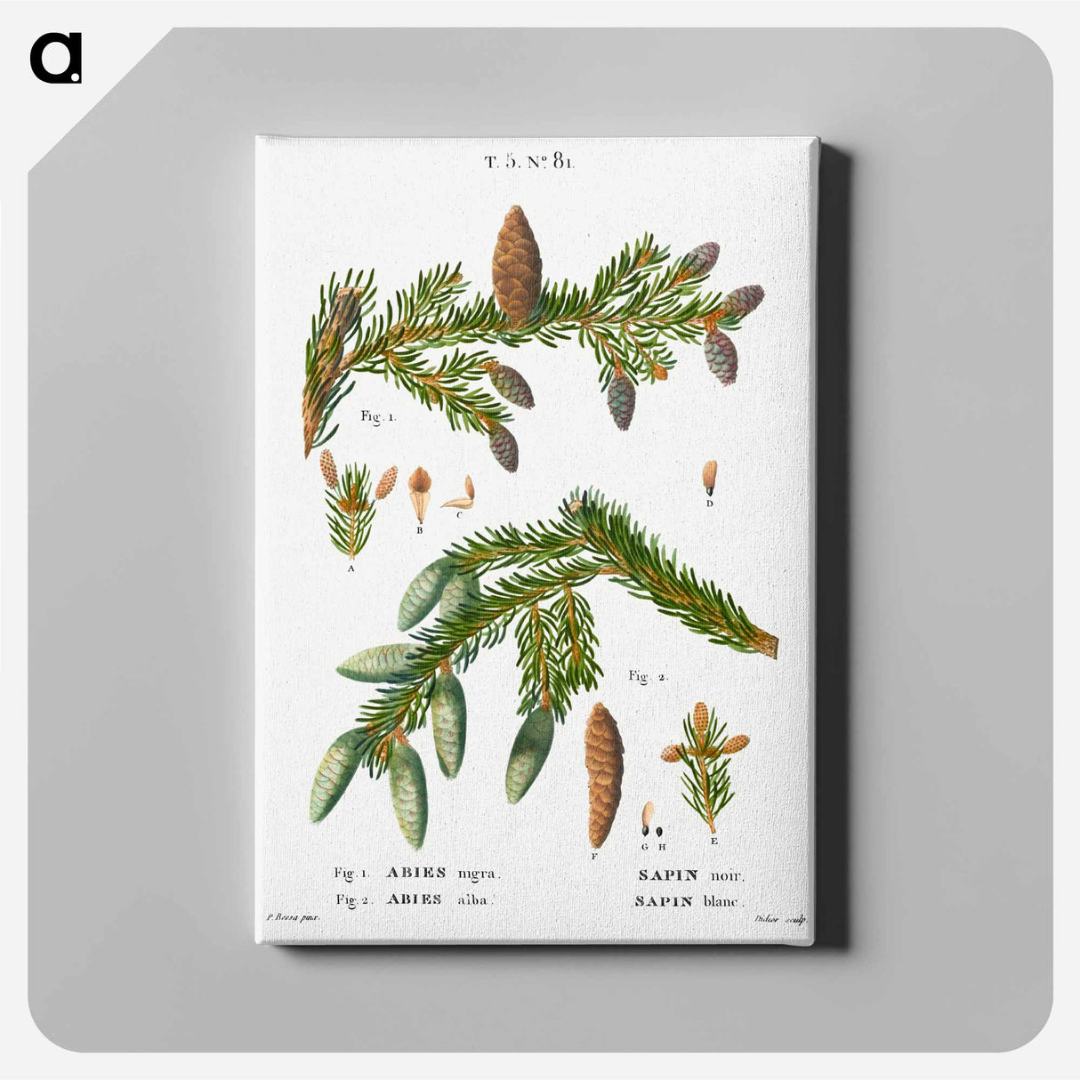 アートパネル-Black spruce, Abies nigra and Silver fir, Abies alba - ピエール ジョゼフ ルドゥーテ Canvas.