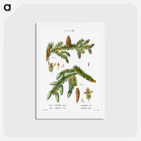 アートポストカード-Black spruce, Abies nigra and Silver fir, Abies alba - ピエール ジョゼフ ルドゥーテ Postcard.