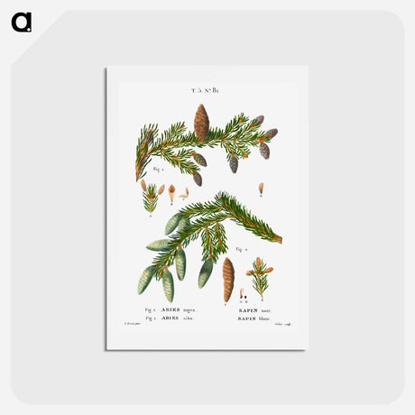 アートポストカード-Black spruce, Abies nigra and Silver fir, Abies alba - ピエール ジョゼフ ルドゥーテ Postcard.