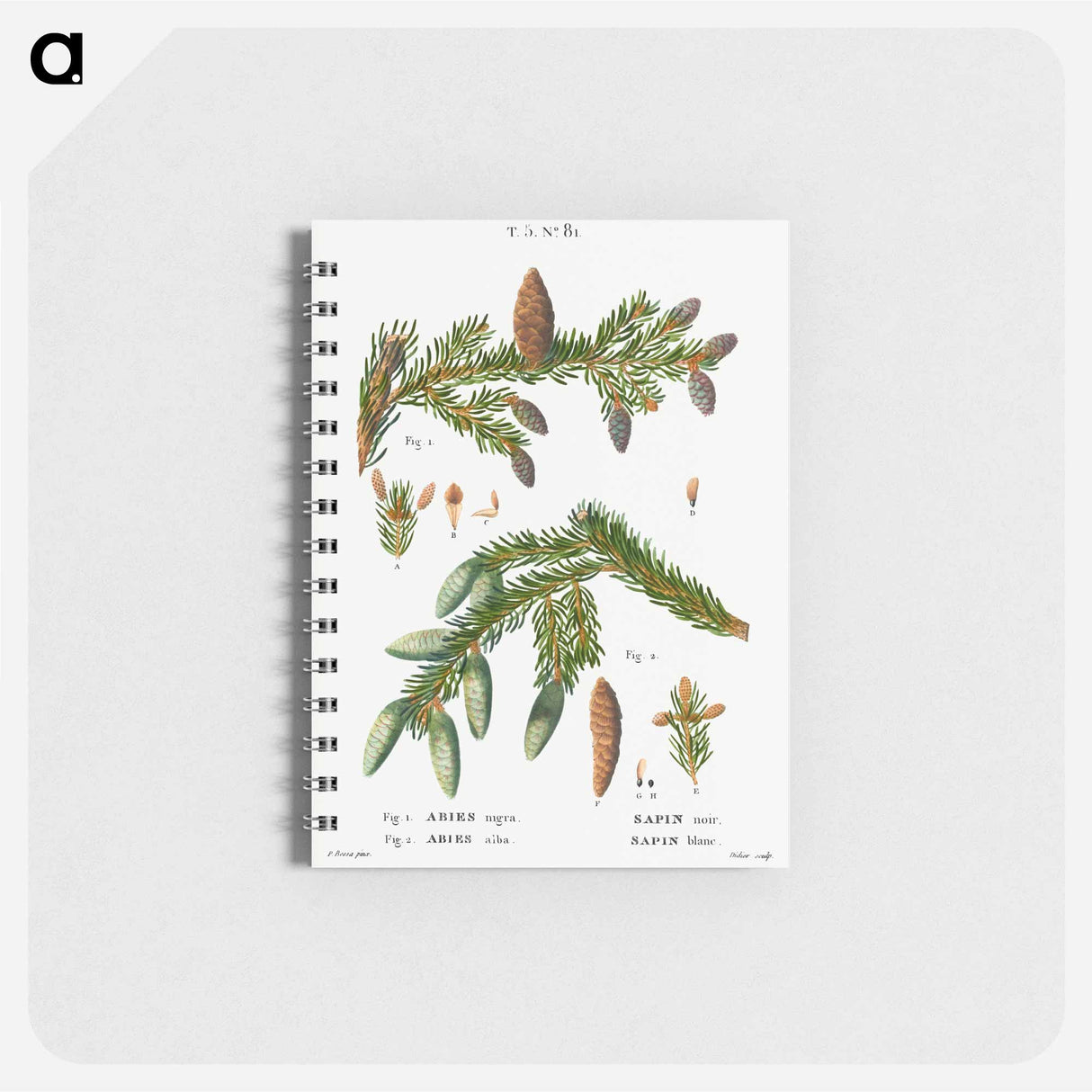 Black spruce, Abies nigra and Silver fir, Abies alba - ピエール ジョゼフ ルドゥーテ Memo.