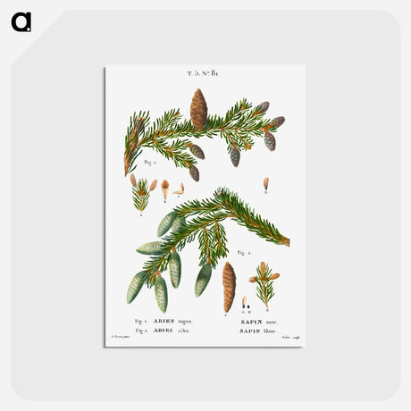 アートポストカード-Black spruce, Abies nigra and Silver fir, Abies alba - ピエール ジョゼフ ルドゥーテ Postcard.