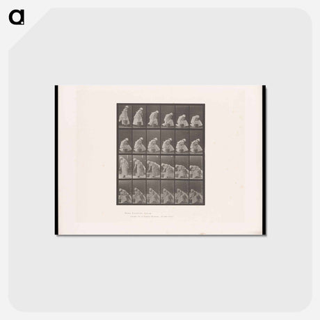 アートポストカード-Woman with Bucket
 - エドワード マイブリッジ Postcard.
