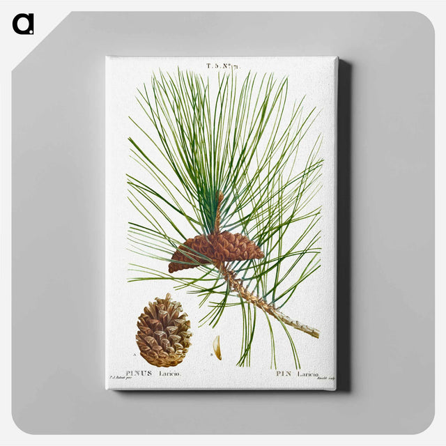 アートパネル-Black pine - ピエール ジョゼフ ルドゥーテ Canvas.