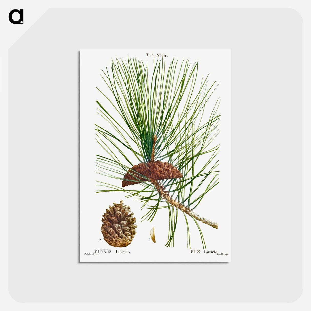 アートポストカード-Black pine - ピエール ジョゼフ ルドゥーテ Postcard.