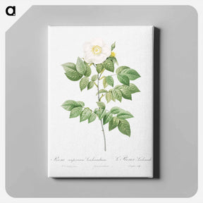 アートパネル-Leschenault's Rose - ピエール ジョゼフ ルドゥーテ Canvas.