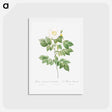 アートポストカード-Leschenault's Rose - ピエール ジョゼフ ルドゥーテ Postcard.