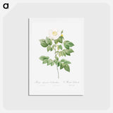 アートポストカード-Leschenault's Rose - ピエール ジョゼフ ルドゥーテ Postcard.
