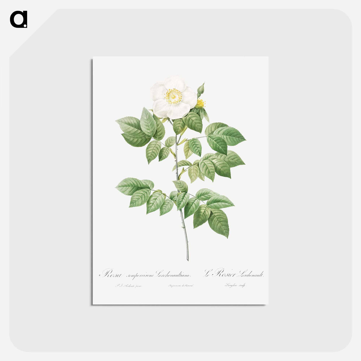 アートポストカード-Leschenault's Rose - ピエール ジョゼフ ルドゥーテ Postcard.
