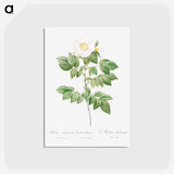 アートポストカード-Leschenault's Rose - ピエール ジョゼフ ルドゥーテ Postcard.
