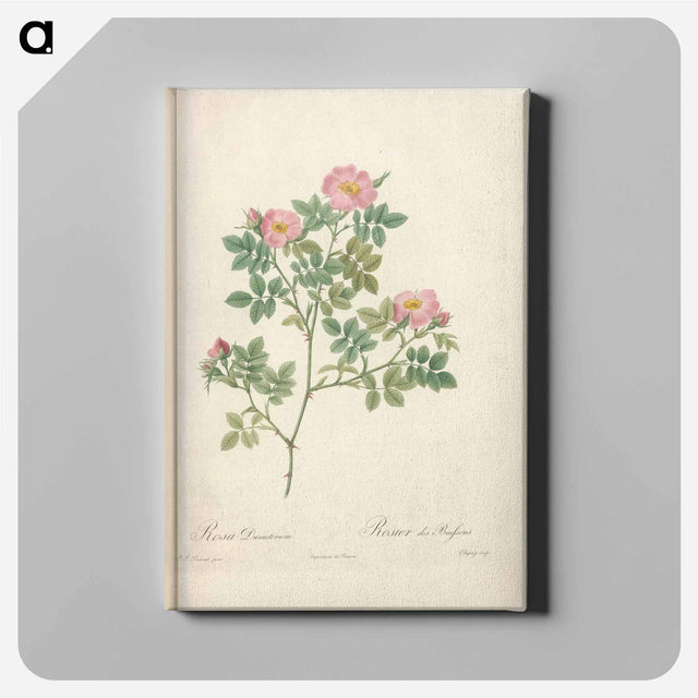 アートパネル-Rose illustration - ピエール ジョゼフ ルドゥーテ Canvas.