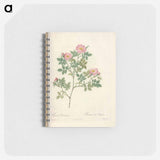 アートメモ帳-Rose illustration - ピエール ジョゼフ ルドゥーテ Memo.